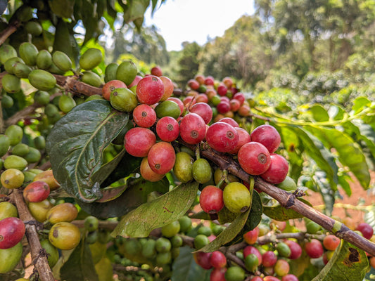 5 Reasons Why Coffee Prices Are Rising: How Extreme Weather, Tariffs, and Market Forces Created a Perfect Storm